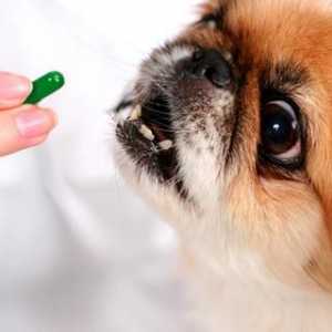 Osnovni vitamini za pse