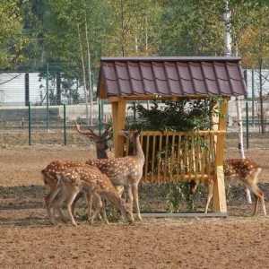 Nekoliko razloga da posjetite Yaroslavl Zoo
