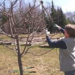 Bilo ljeto obrezivanje stabla jabuka treba?