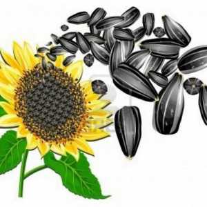 Prednosti sjemenki suncokreta i koliko kalorija u sjeme