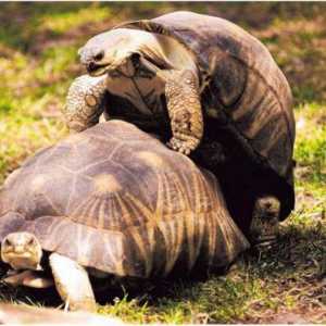 O tome kako kopnene kornjače drug i Krasnouhie