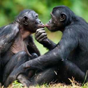 Bonobo majmuna - najpametniji majmun na svijetu