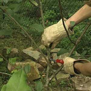 Obrezivanje trešnje stabla u jesen - obvezno i ​​redovito vježbanje