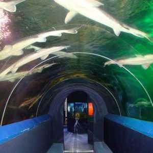 Oceanarium u Anapa. Je li to vrijedi posjetiti?