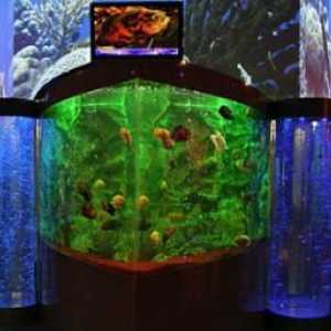 Oceanarium u Krasnodar - uspješan inkarnacija iznenađujuće ljepote podvodnog svijeta