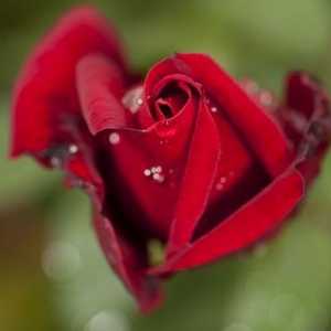 Opis ruža, ili razne vrste cvijeća Queen