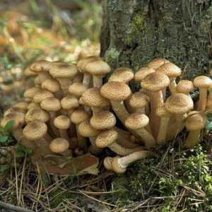 Gljive: koristi i štete. Nutritivna vrijednost, kalorija gljive. zanimljivi recepti