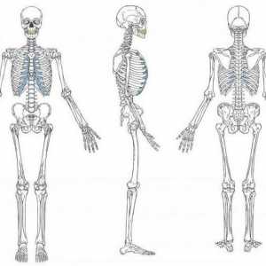 Muskuloskeletalne sustav: funkciju i strukturu. Razvoj ljudskog mišićno naprave