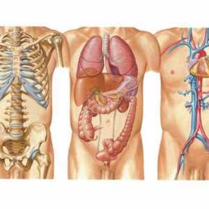 Ljudsko tijelo: shema. Koji znanosti proučavaju ljudsko tijelo?