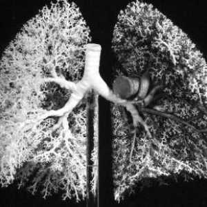 Ljudska dišnih organa. Struktura i funkcija dišnog sustava