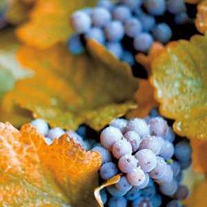 Jesen preradu grožđa i obrezivanje