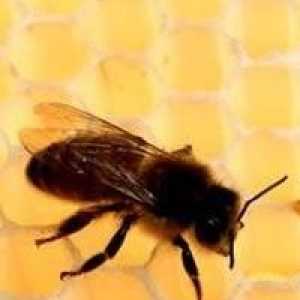 Hranjenje Jesen pčela: brzo, efikasno, na vrijeme