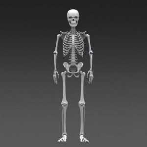 Temelj ljudskih kostura. kostur kosti
