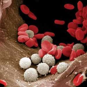 Glavna funkcija bijelih krvnih stanica: kratak opis