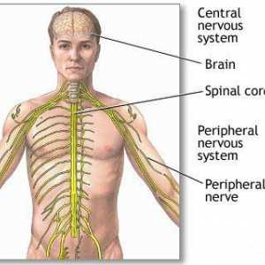 Glavne vrste ljudskog živčanog sustava