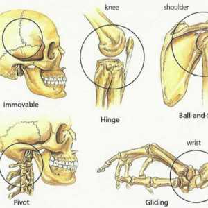 Glavne vrste kosti ljudske veze: shema i tablica