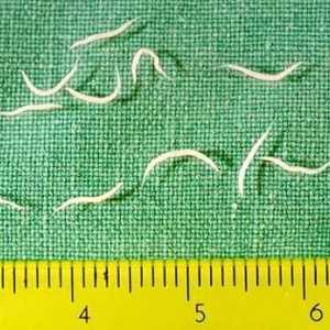 Pinworms u djece: simptomi. Tablete od pinworms za djecu. Dijete ima pinworms - što učiniti?
