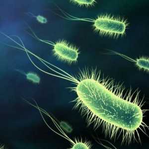 Negativna i pozitivna uloga bakterija