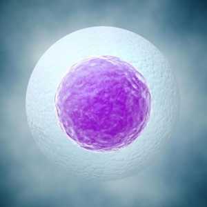 Odvajanje jajne stanice tijekom rane trudnoće: uzroci, simptomi, posljedice