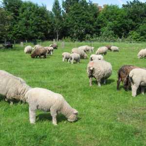 Ovčarstvo poslovni plan. uzgoj ovaca kao posao od „a” do…
