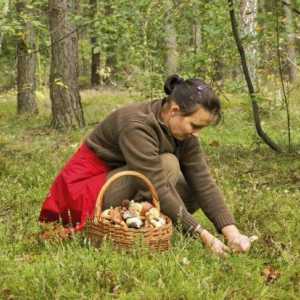 Podsjetnik gljiva: pravila šumskog kampanje, berbe i pripreme