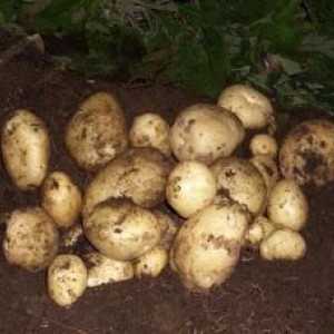 Krasta na krumpiru: razlozi i liječenje