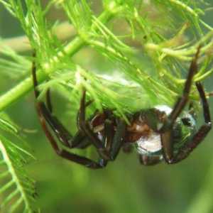 Spider-dragulj - vlasnik bravi zraka