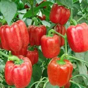 Slatka paprika: uzgoj i njegu od sjemena do ploda
