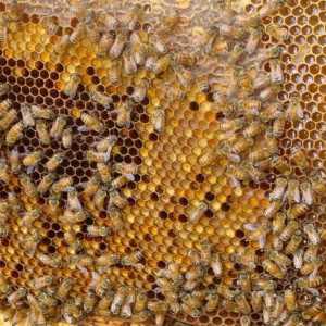 Ambrozija. Korisna svojstva pčelinjeg proizvoda