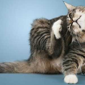 Perut je mačka na leđima. Perut u mačaka: uzroci i liječenje