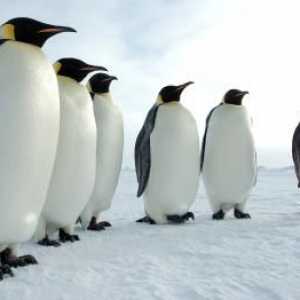 Pingvin - ptica ili životinja? Pitanja i odgovori