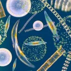 Plankton - to je jednostavno, slobodno pluta u vodi?