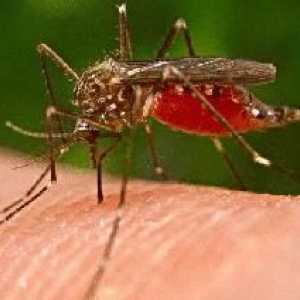 Zašto svrbi komarac ugrize i kako da biste dobili osloboditi od njega