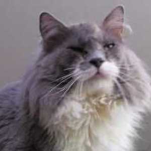 Zašto suzne oči u mačaka? Zašto su škotski ili perzijski mačke oči vodom?