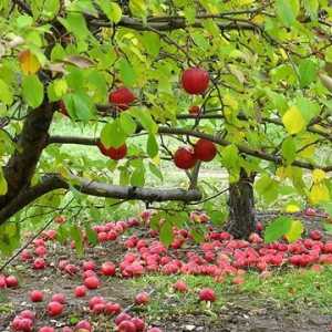 Priprema za zimsku jabuku, Idi, mraz, draga moja, a naši stabla jabuka ne dirajte