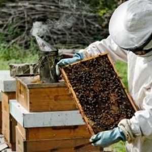 Priprema za zimske pčele: mirna, suha, topla i maternice