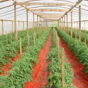Gnojenje rajčice u stakleniku: kada i kako oploditi?