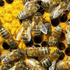 Razgovarajte o tome kako su pčele pripremaju za zimu