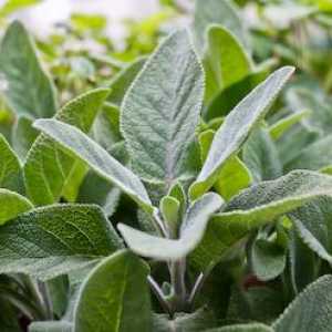 Korisna svojstva i primjena Salvia officinalis