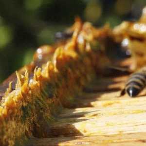 Korisna svojstva propolisa - milost za ljudsko tijelo