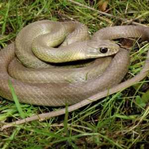 Zmija - zmija nonpoisonous