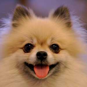 Pomeranian: održavanje i njega. Domaći psi malih pasmina