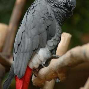 Parrot Jaco: održavanje i njega