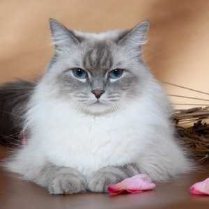 Pasmina Neva Masquerade - mačka za svakoga tko voli životinje s debelim, prekrasnim krznom