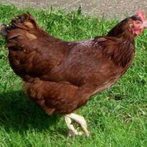 Pasmina rodonit - proizvodnja kokoš jaje s visokim