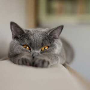 Pasmina siva ime mačka, opis i fotografiju