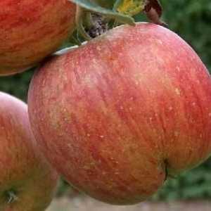 Stabla sadnju jabuka u jesen: Savjeti vrtlari