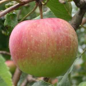Stabla sadnju jabuka u jesen u predgrađu. Patuljak jabuke za čistinu razred