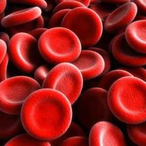 Povećana crvenih krvnih stanica u krvi i urinu: glavni razlozi