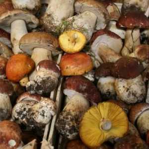 Pravila prikupljanje gljiva. Uvjeti prikupljanje gljiva za djecu